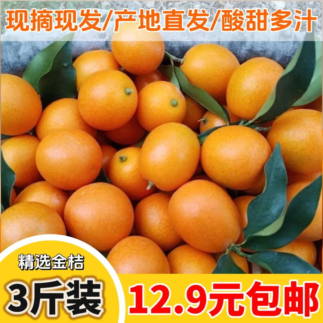 现摘3斤新鲜阳朔金桔小金桔麻皮油皮金桔橘子多汁水果桔子非滑皮