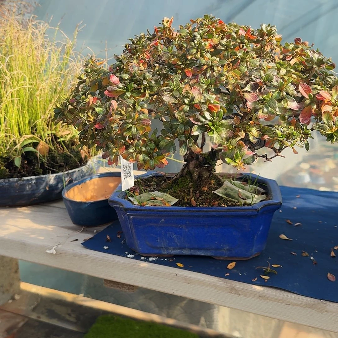 老***面无花朵进口杜鹃盆栽盆器