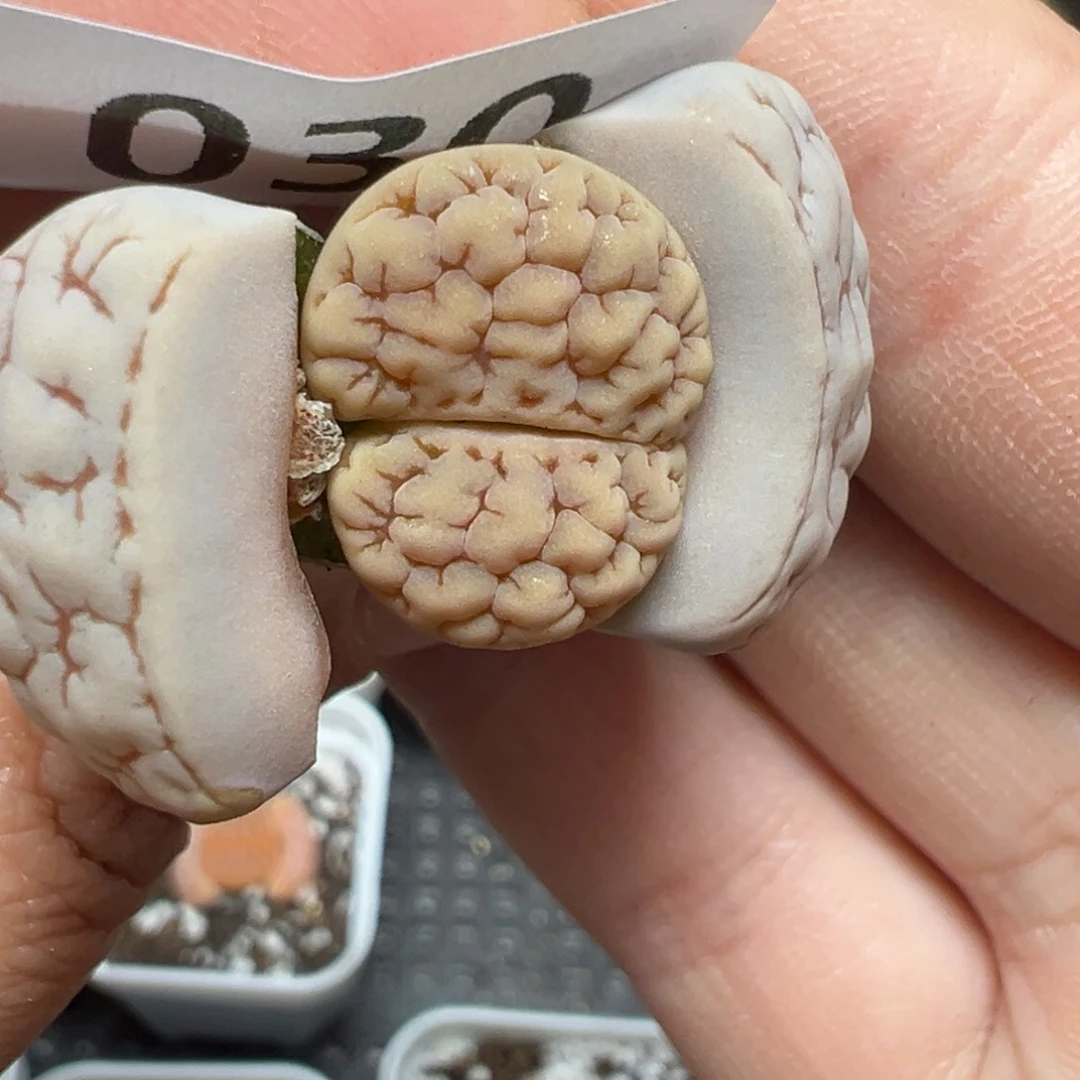 【闪购商品】030……