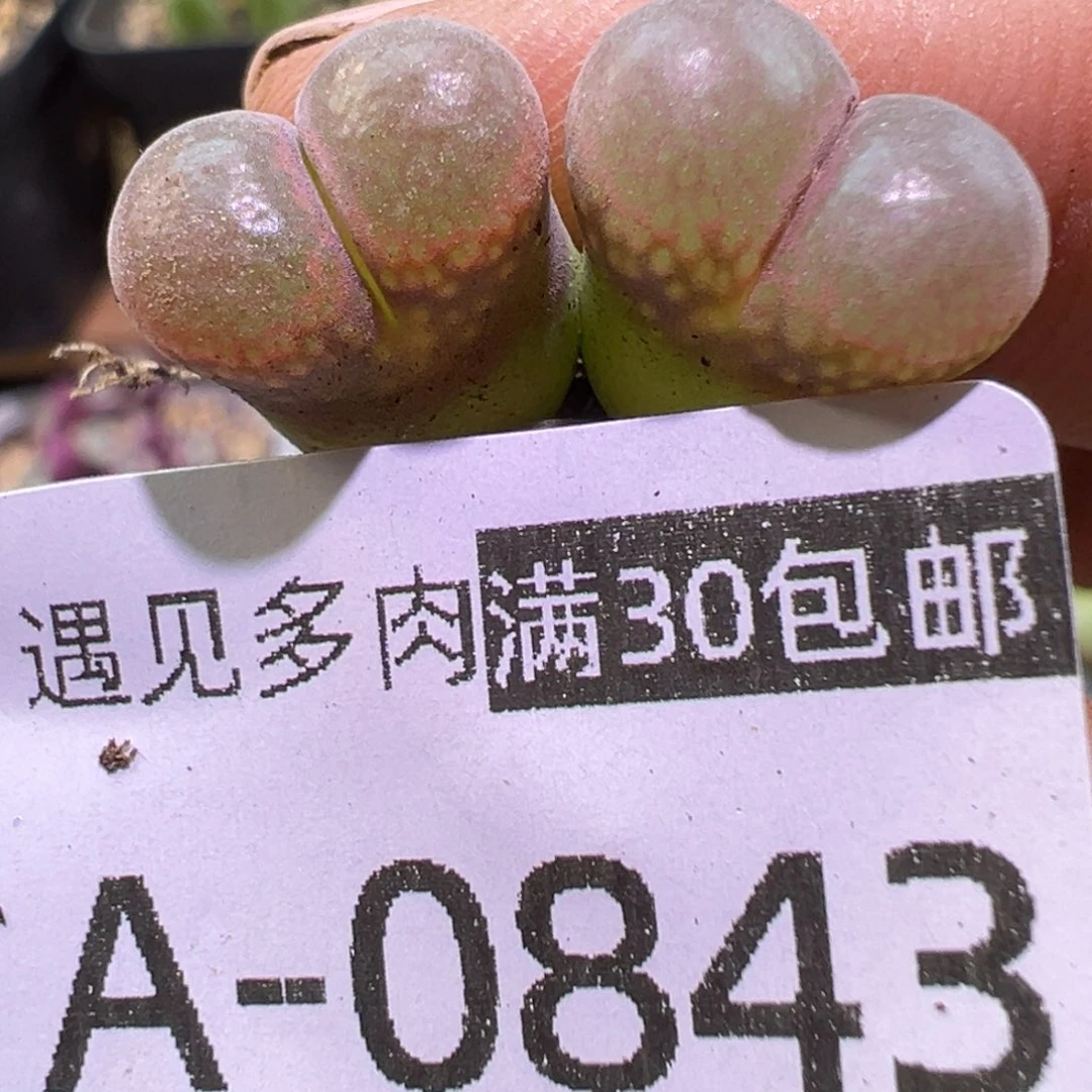 多肉植物111111111111