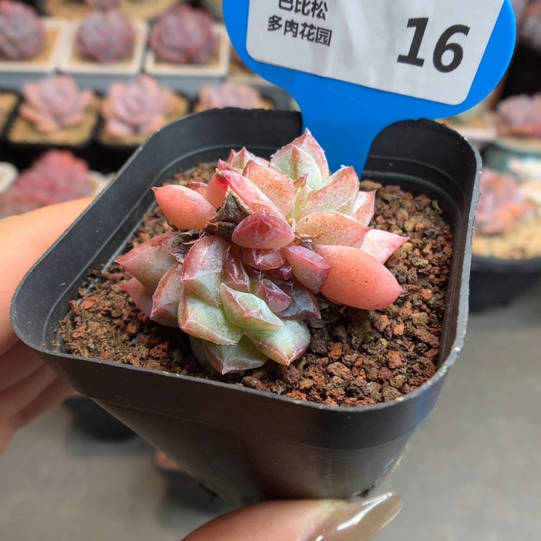 16双头粉钻石化异色