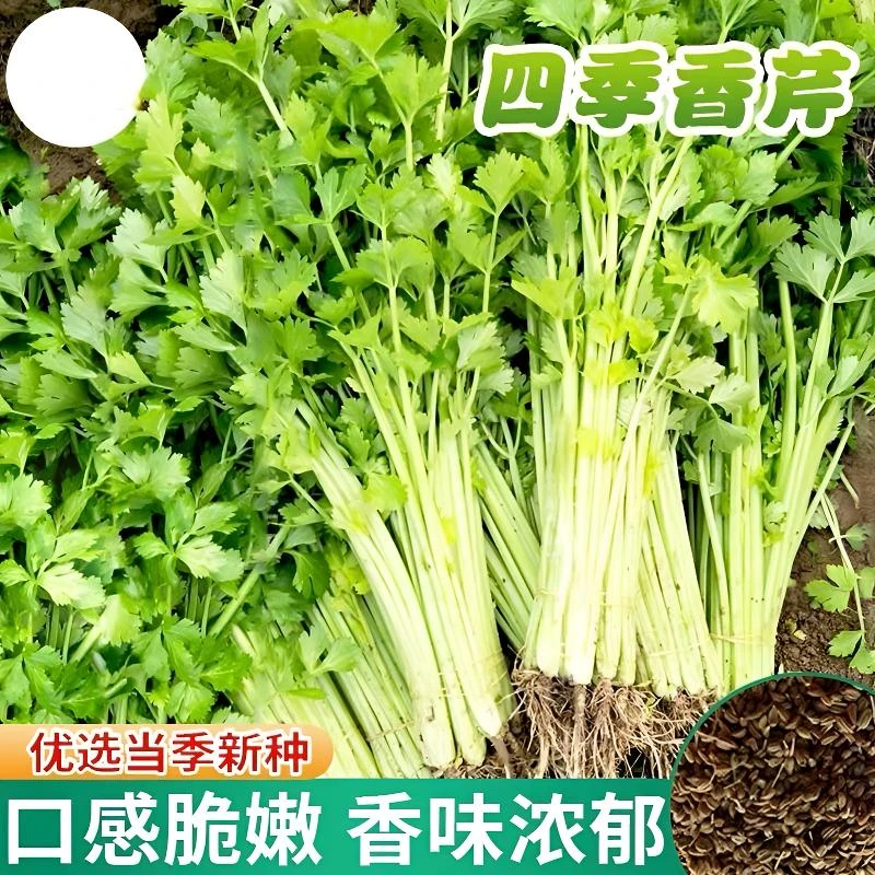 四季香芹芹菜种子实心芹四季阳台蔬菜小香芹秋天蔬菜种子