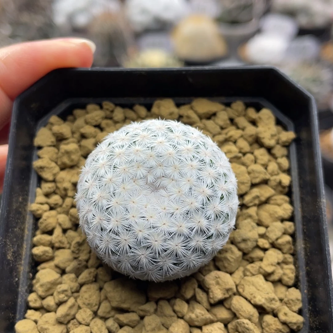 白鸟        实生根