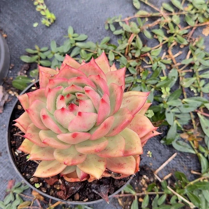 红颜蜜语好养好活