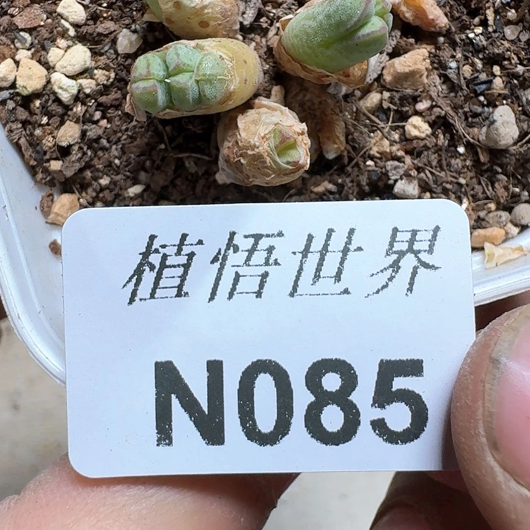 085号多肉植物哇c f