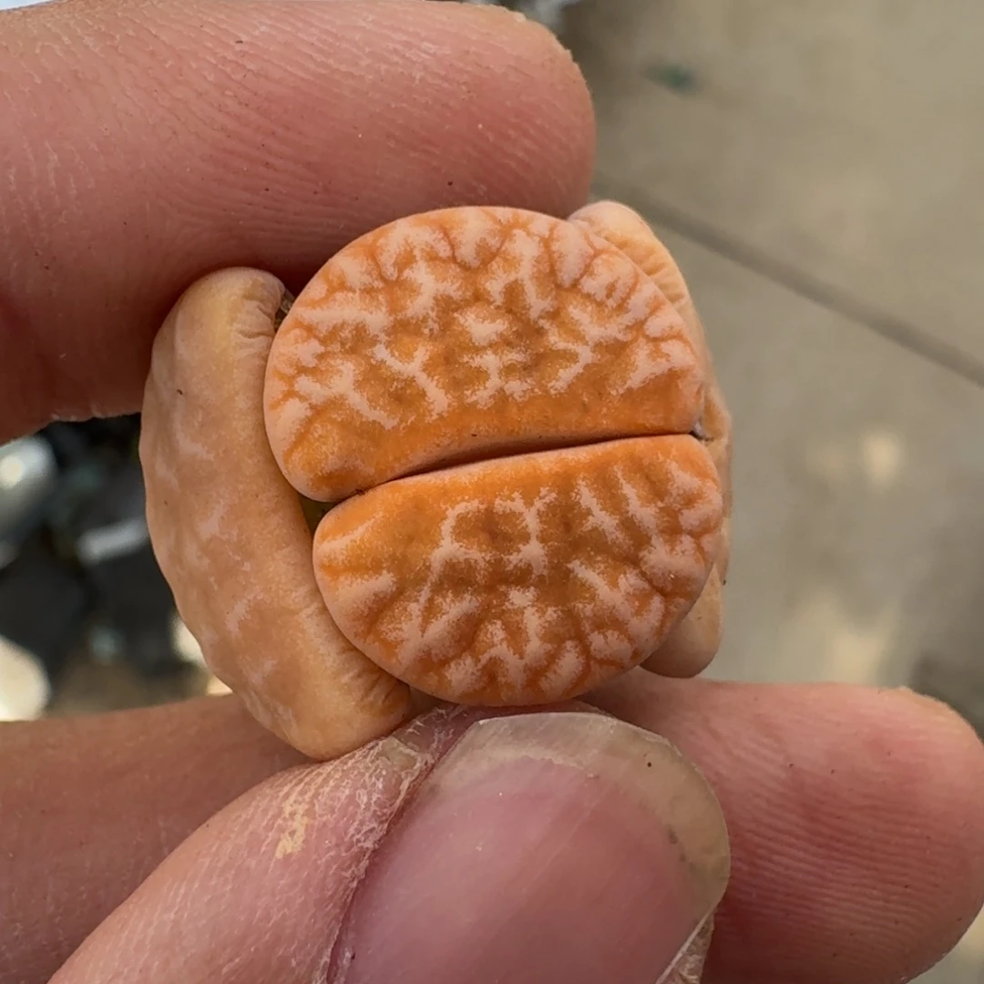 云缦精品番杏20.9