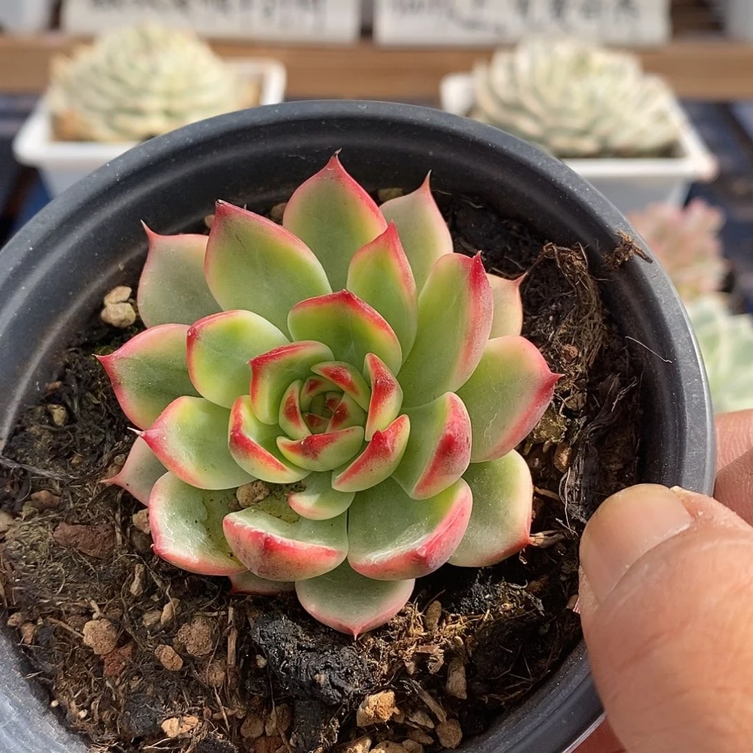 15274 桃花覆轮锦