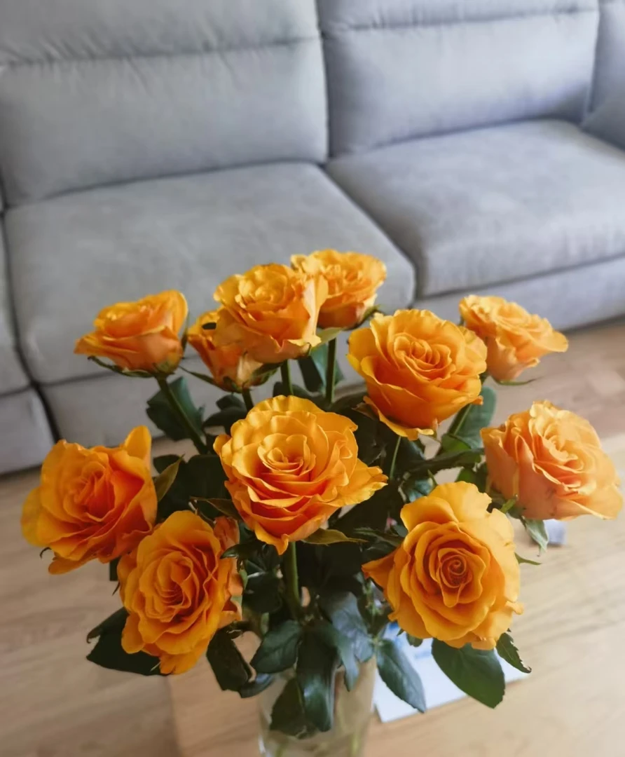 【辉煌玫瑰】任意2单发顺丰或EMS空运包邮 收到货醒花