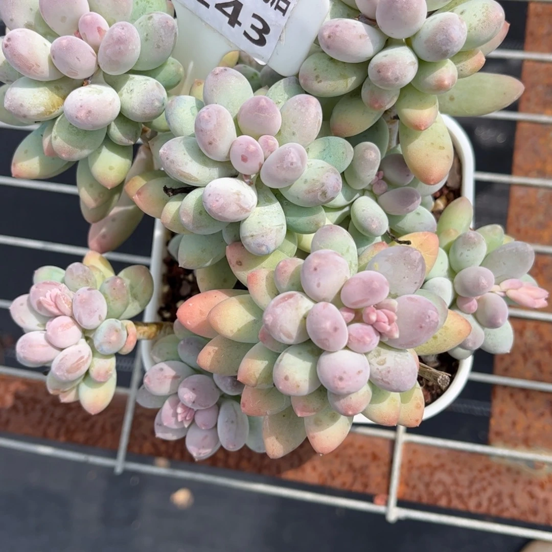 昆***豆多肉植物3243……………