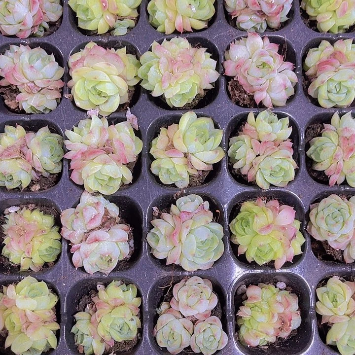 精品玫瑰仙子多肉植物