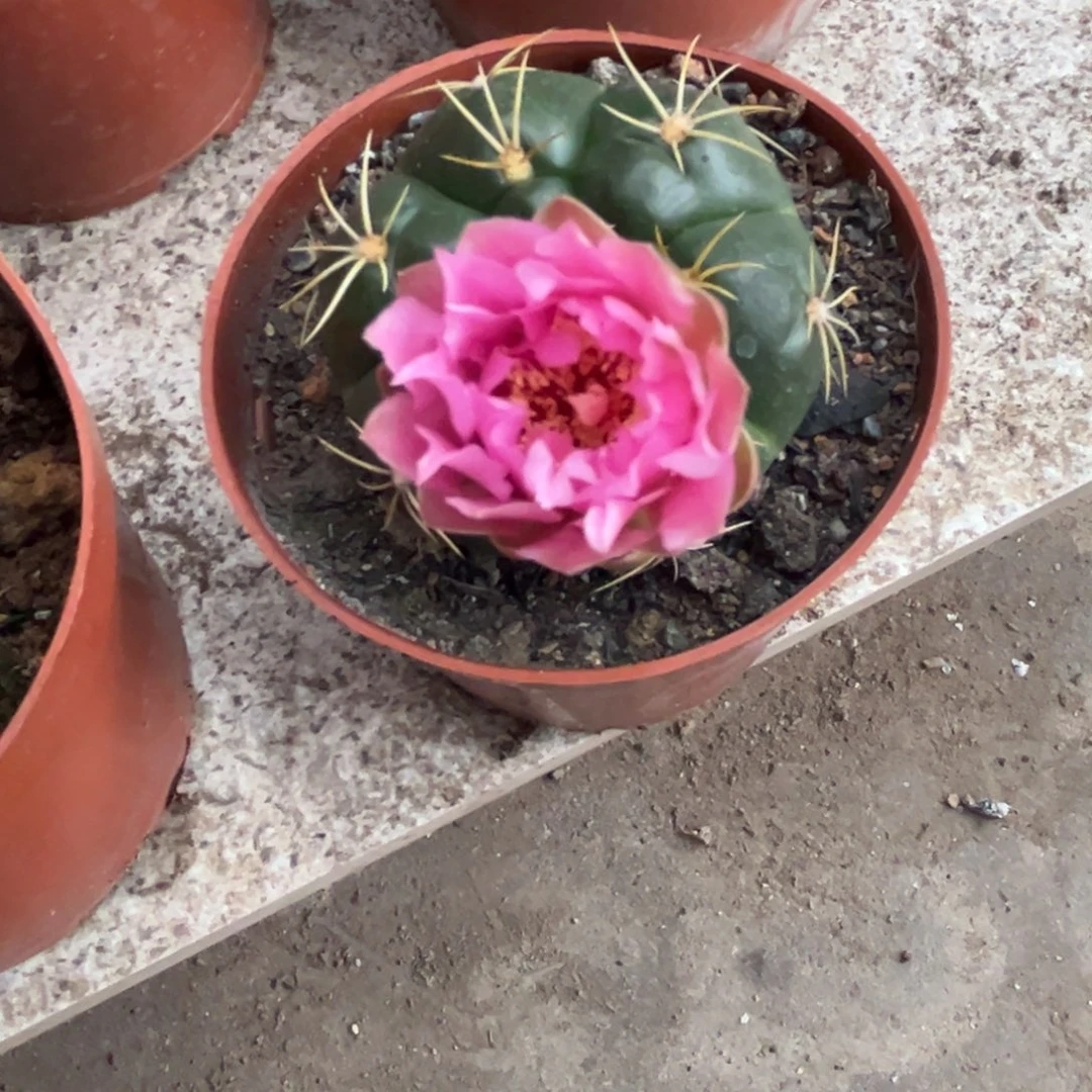 心****犀实生美花海王仙人球