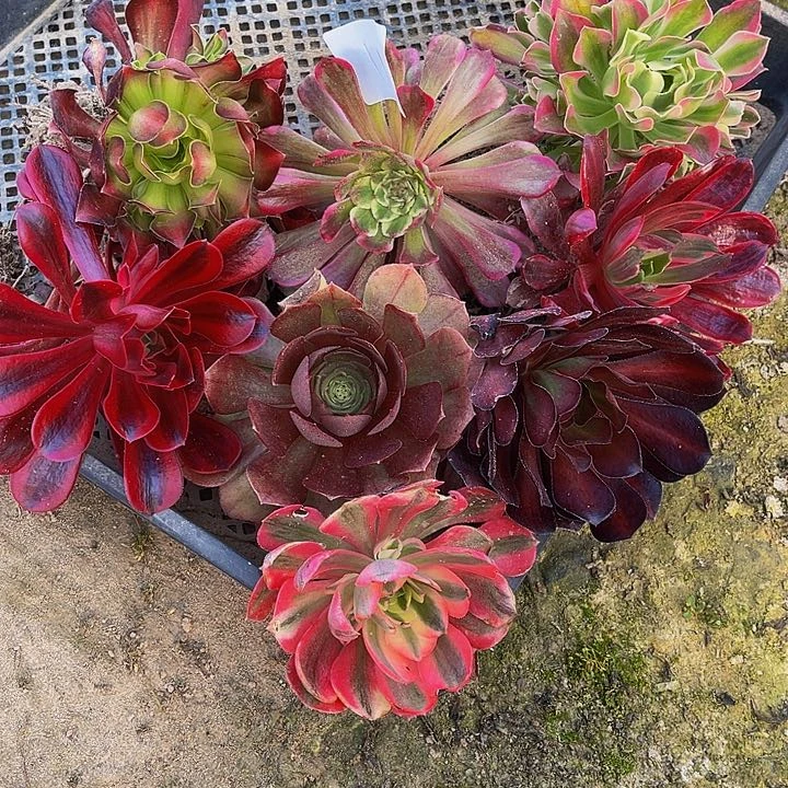 116 法师斤多肉组合8颗