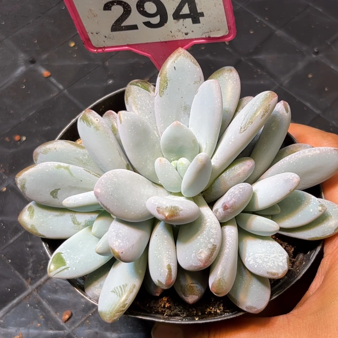 多肉植物橙龙群294