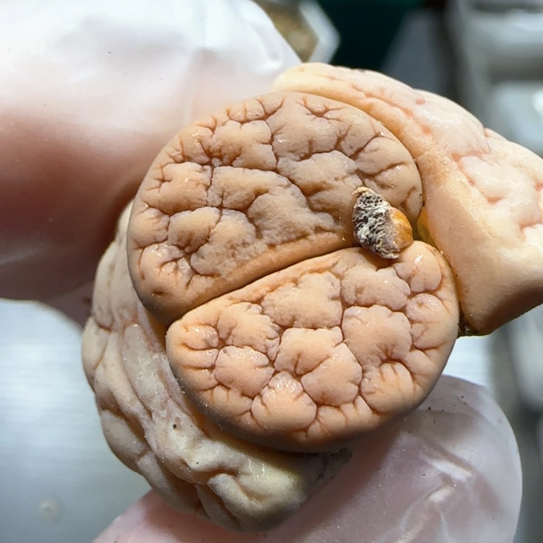 3.9。荒玉。  5010