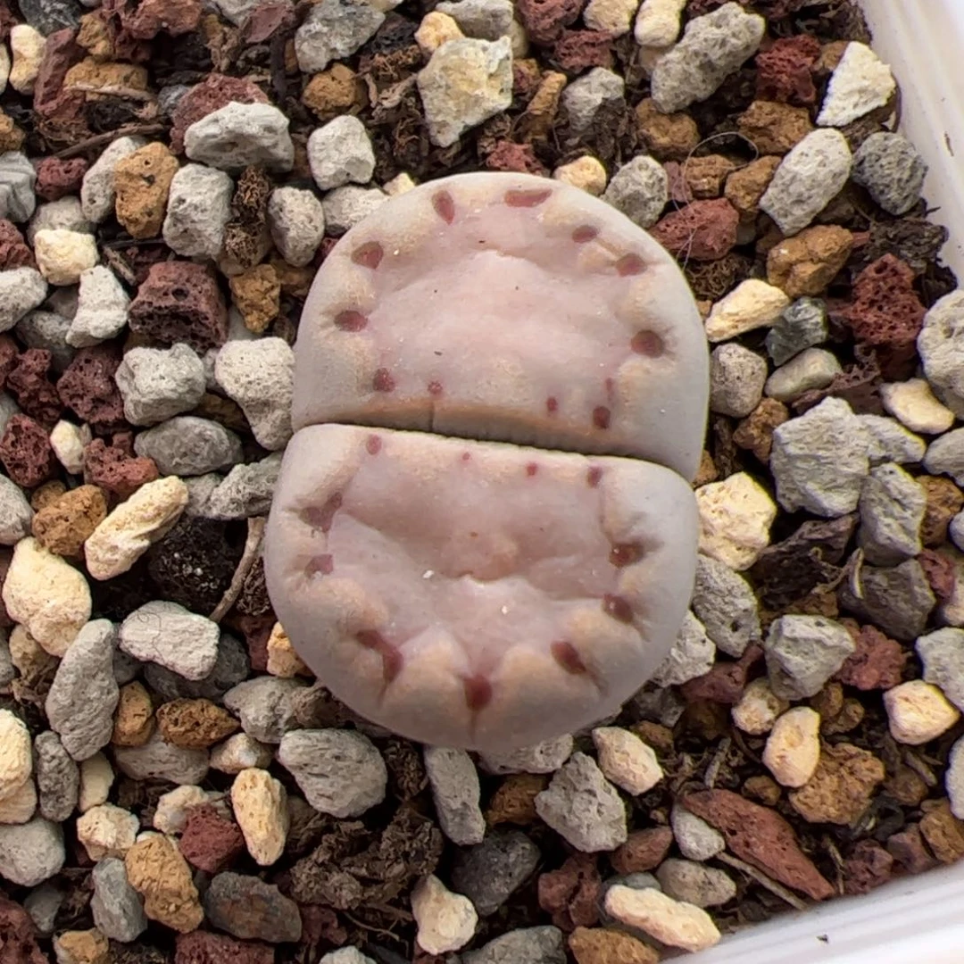 j***佳0148号饼干 多肉植物