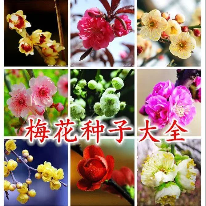 梅花种子耐寒庭院绿化室内盆栽重瓣三角梅攀援草本藤本花卉种子