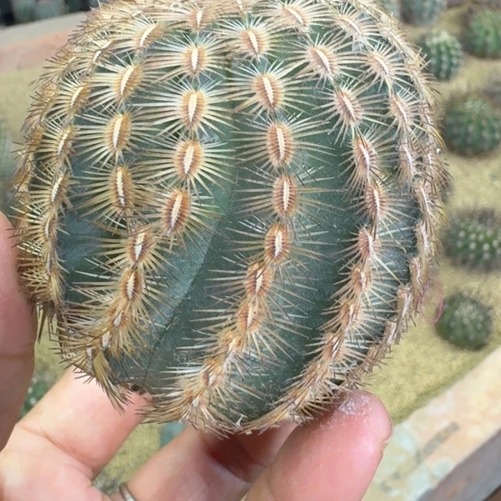 仙人球，丽光虾，有根