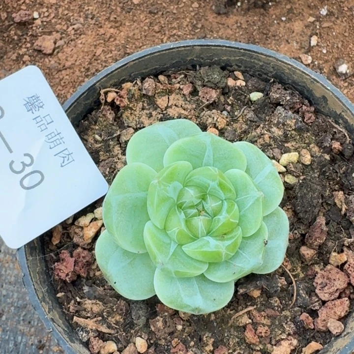 多肉杂交一物一拍2-30