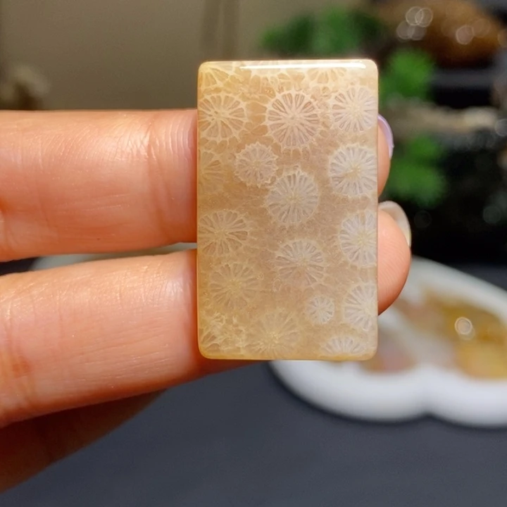 【闪购商品】未镶嵌珊瑚玉硅化玉