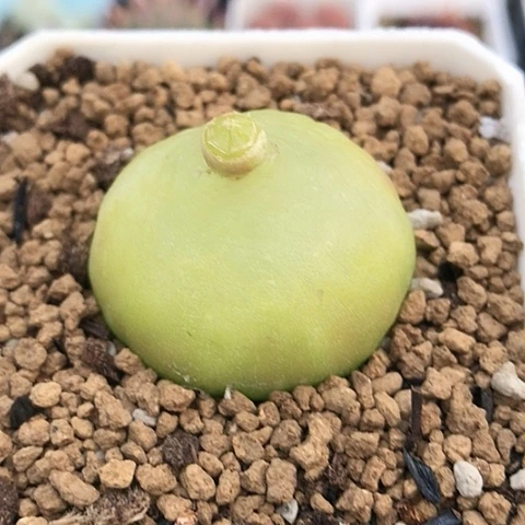 多肉肉锥 3.5Cm 灯泡