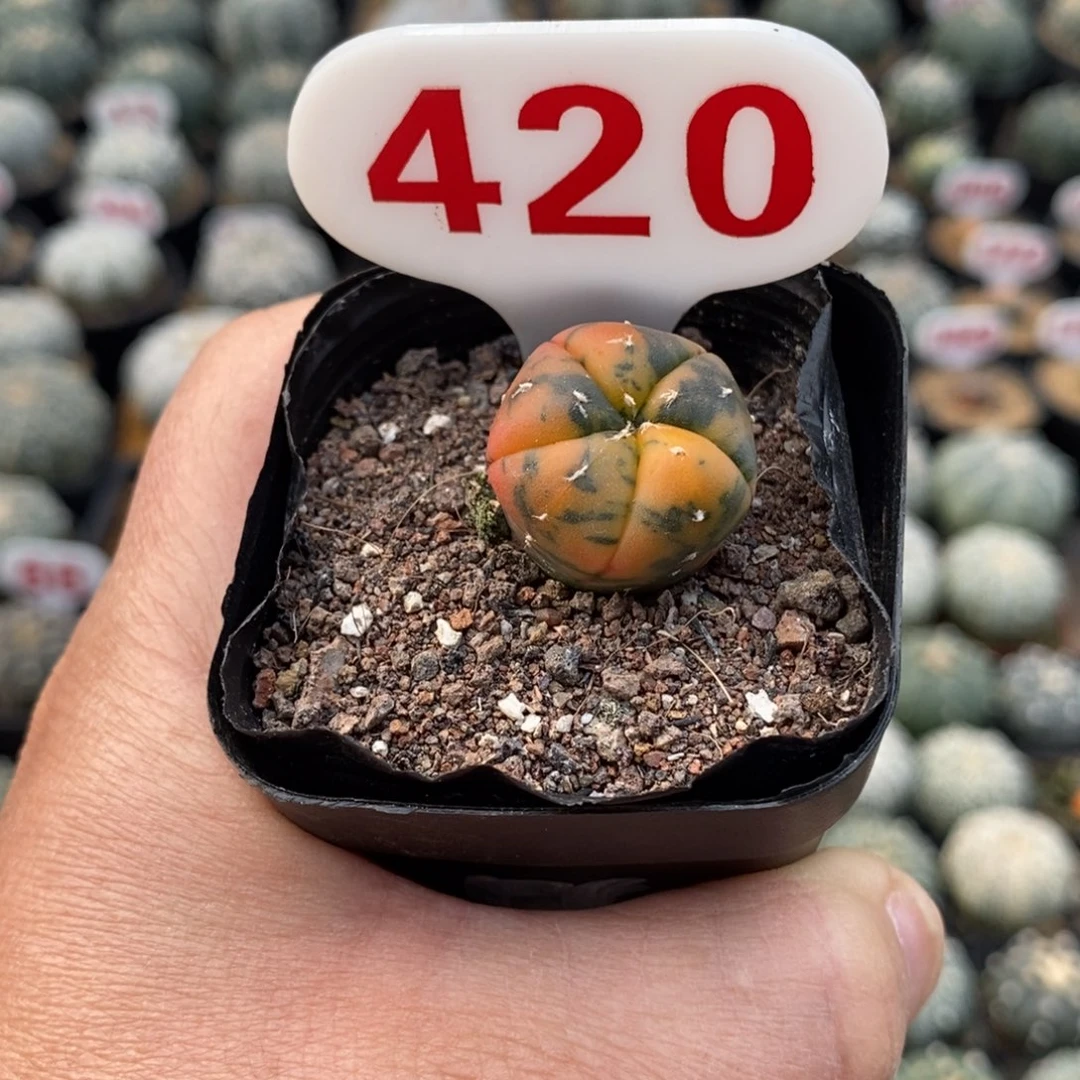 420五愣兜锦福利