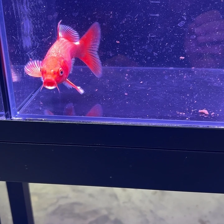 蝴蝶鲤5号蝴蝶鲤小缸