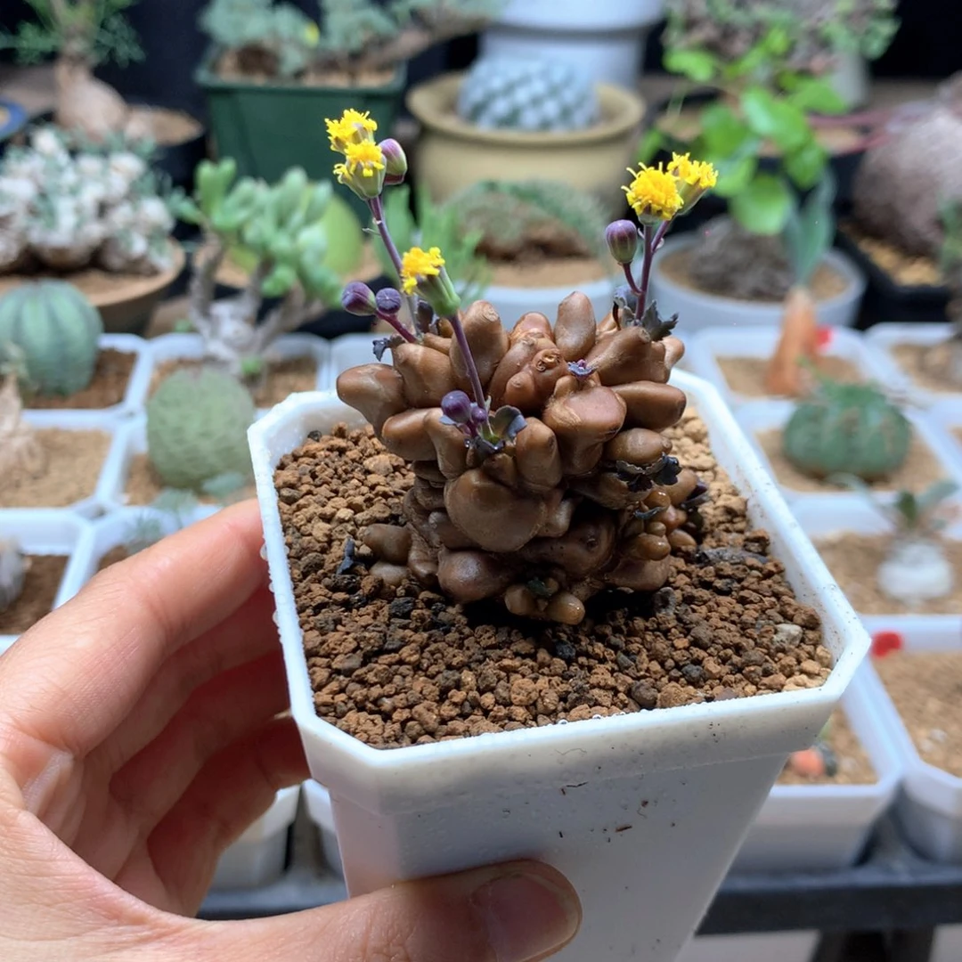 蛮鬼塔厚敦菊母本带盆