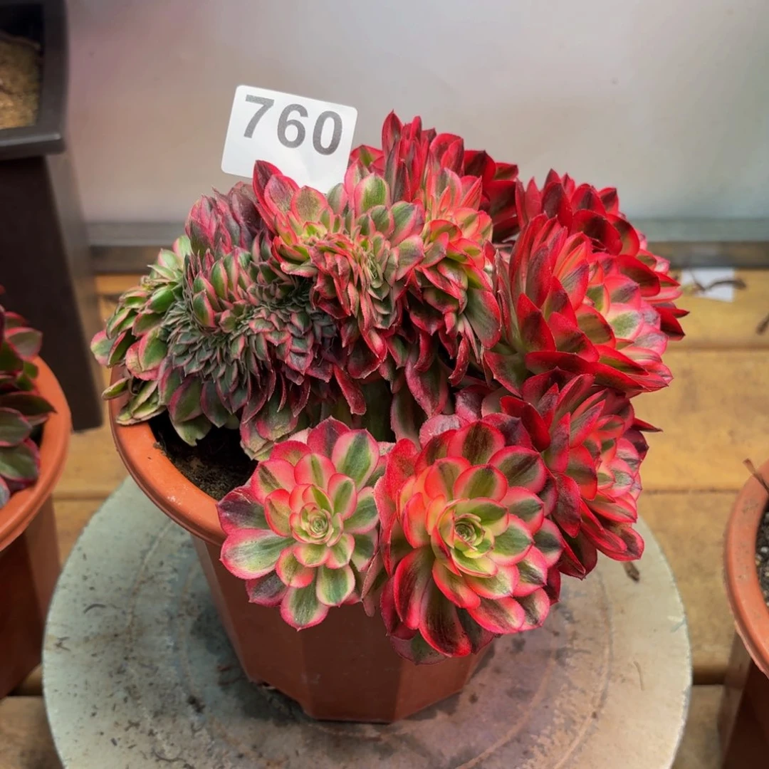 多肉法师倾城缀760