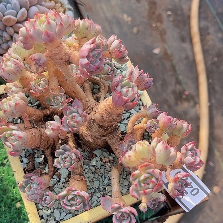 w娜娜小沟0479多肉植物