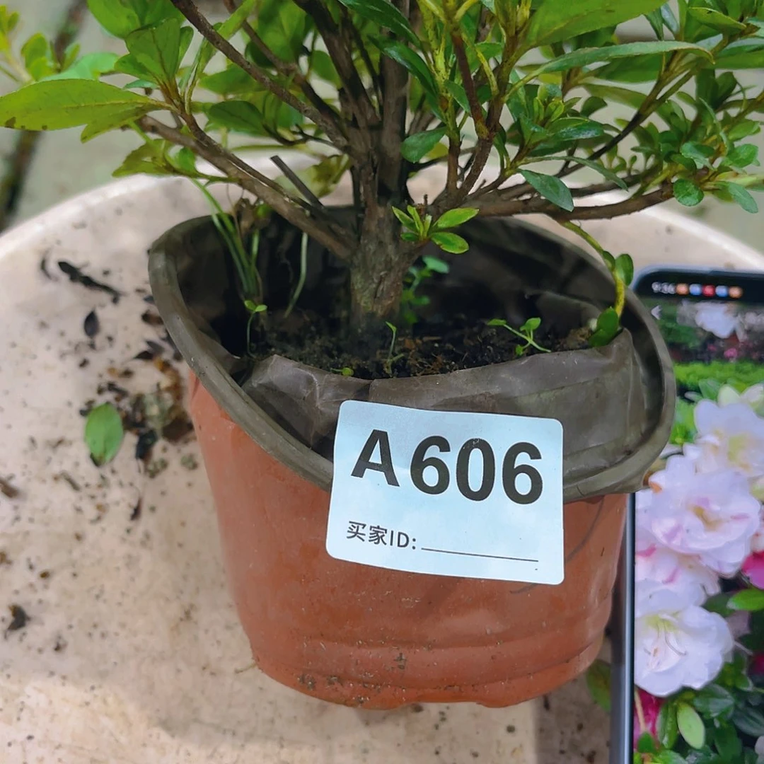 无花朵直播时间一直一直