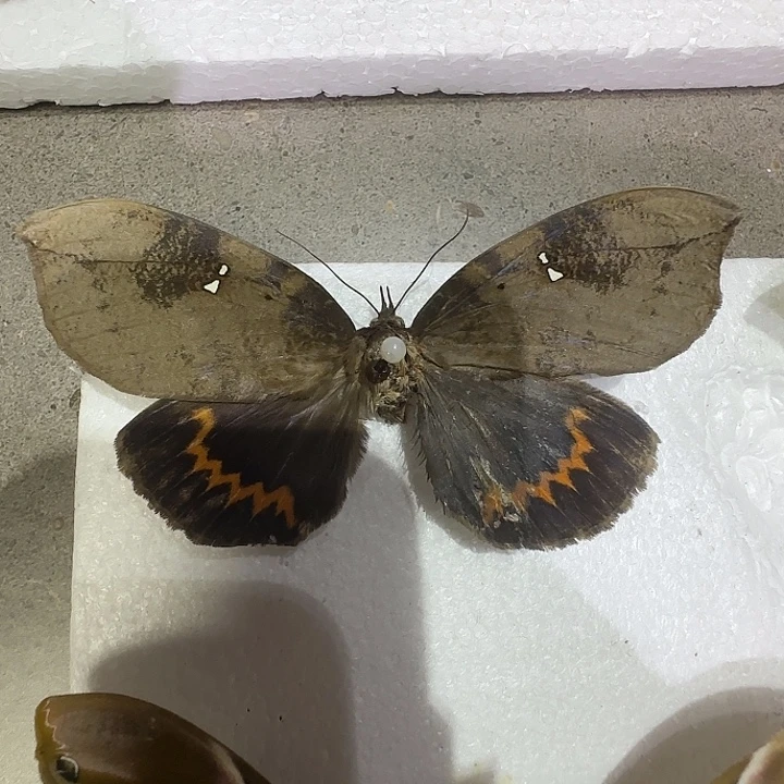 蛾子标本专拍链接给我