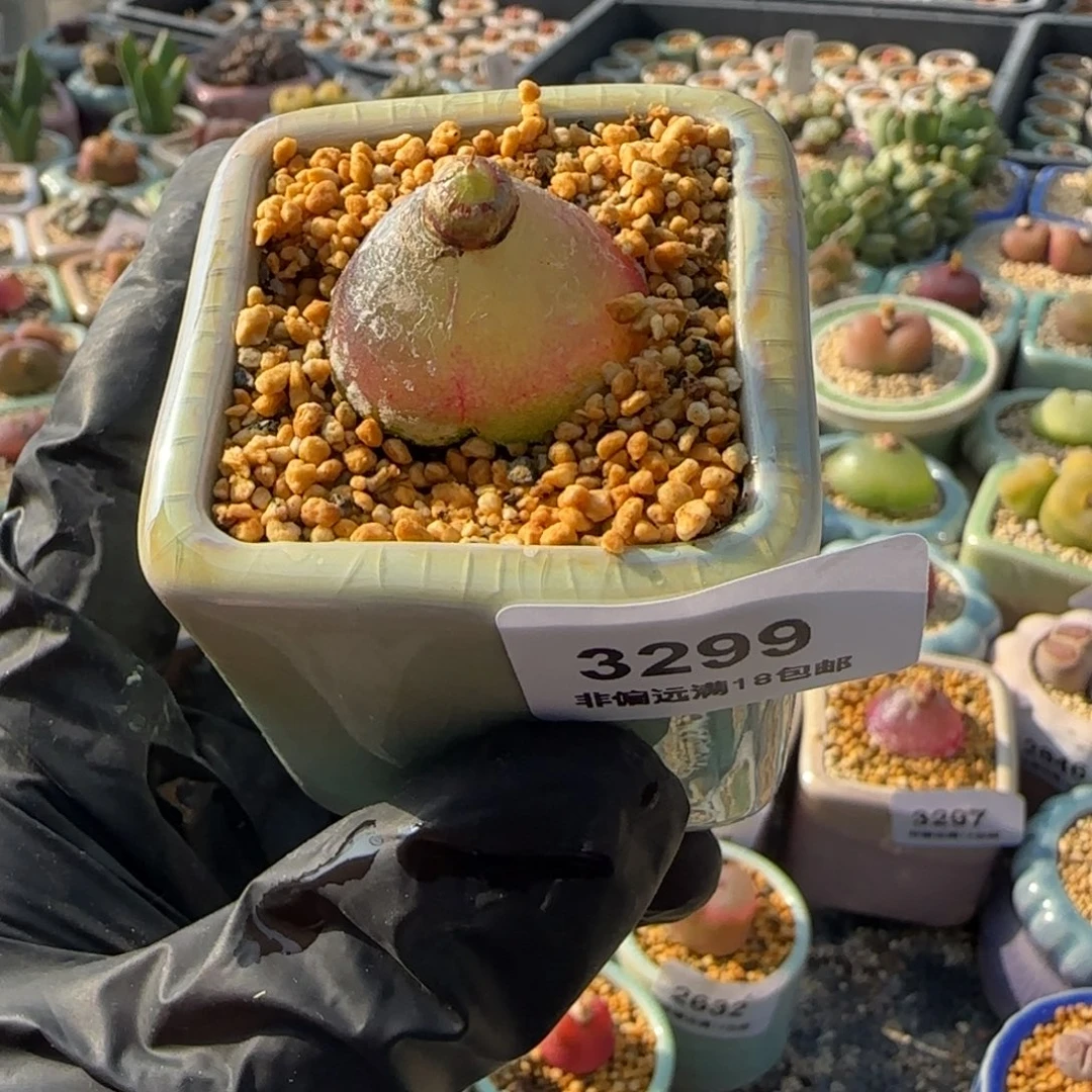 琳***锦3299-一物一拍 带盆