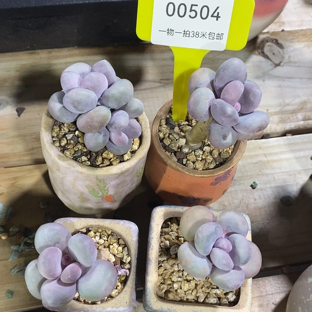 00504号咯哦武汉咯哦