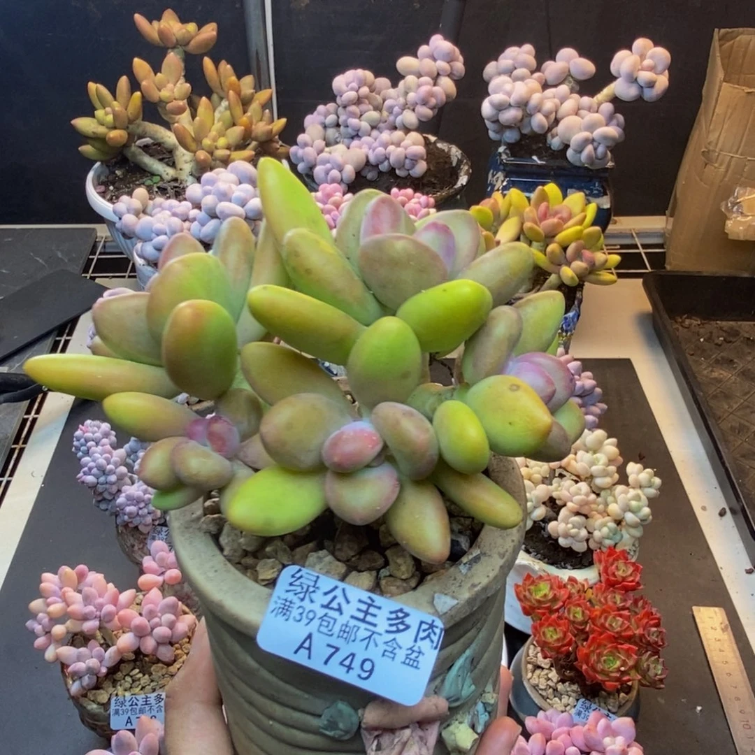 749芒果奶多肉11c m