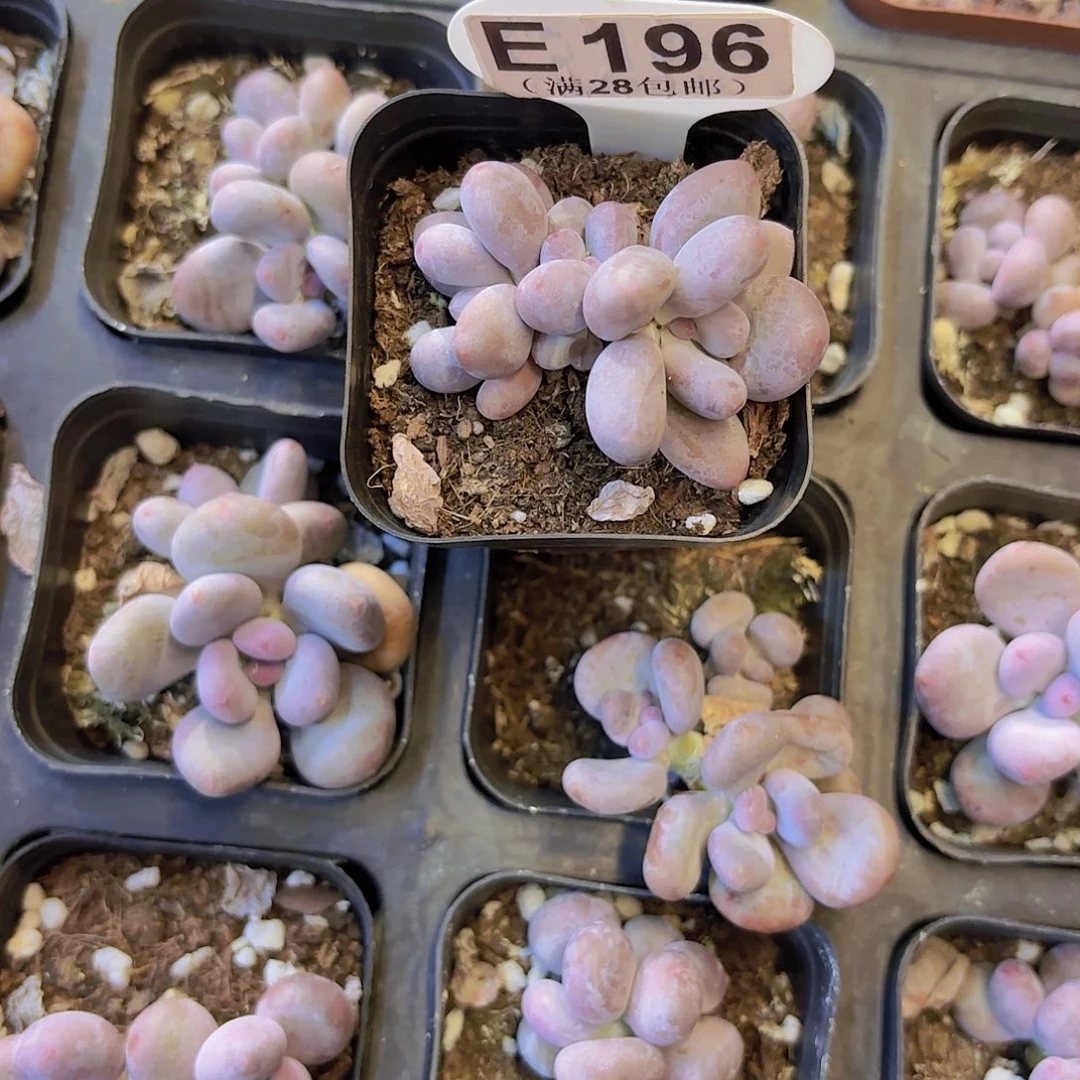 E196彩虹奶一物一拍