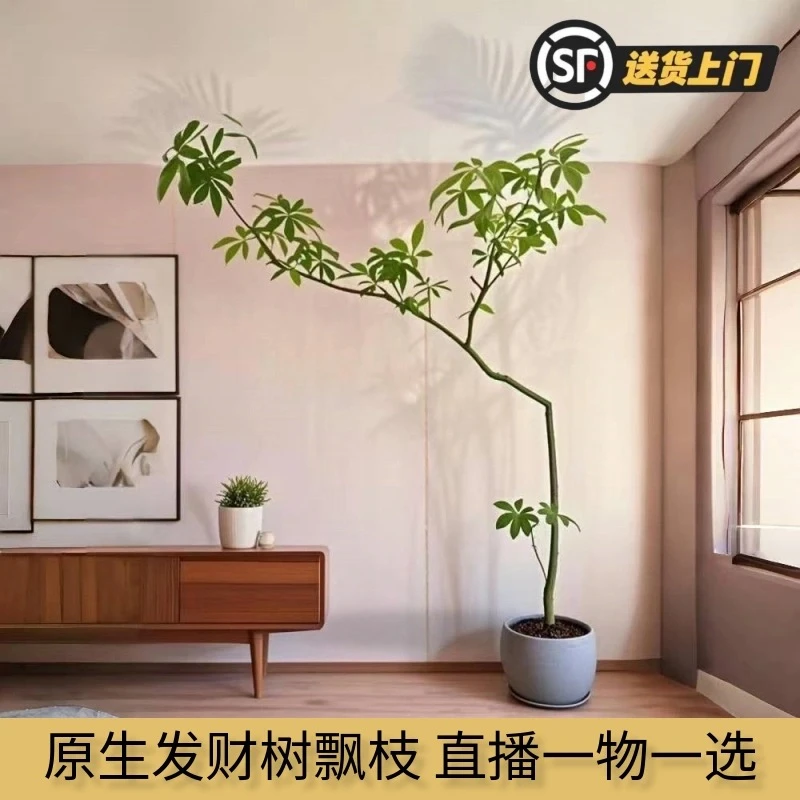 单杆原生单杆飘枝发财树室内摆放居家绿植个性可造型基地顺丰直发