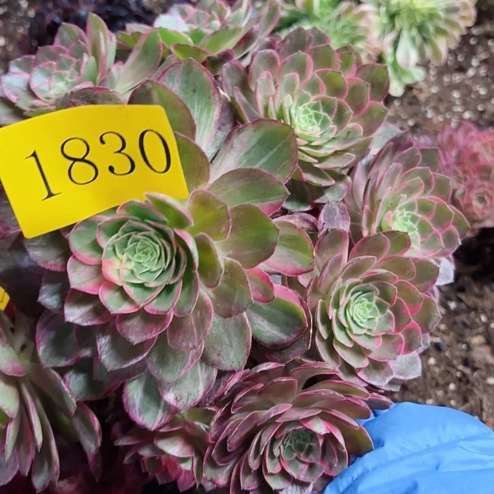 多肉植物万花筒1830