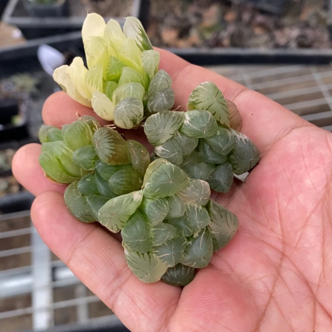 哩*啦1399 一组实生雨露锦 超级618福利。