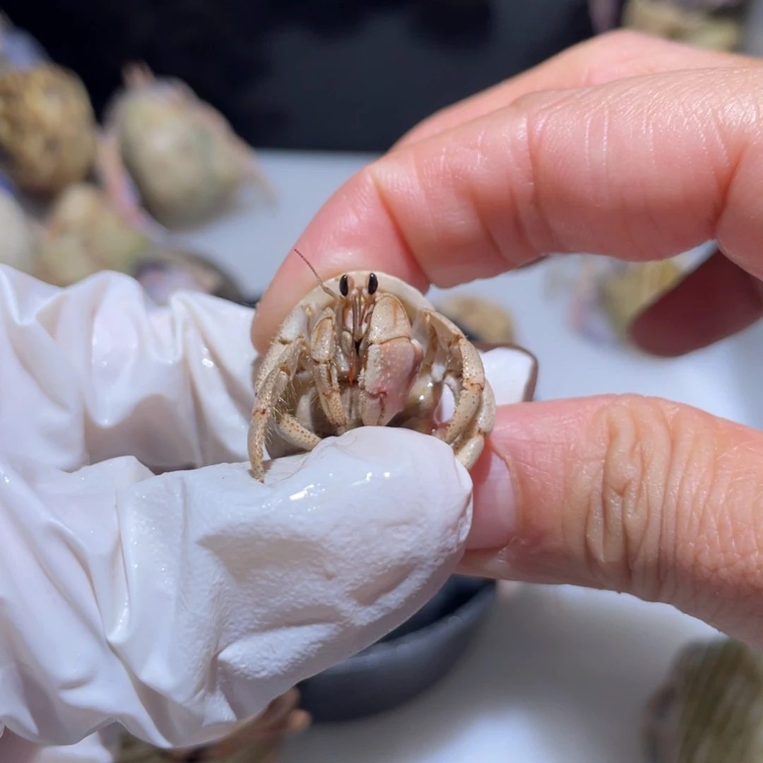 H1 紫陆浅桔色1.3口