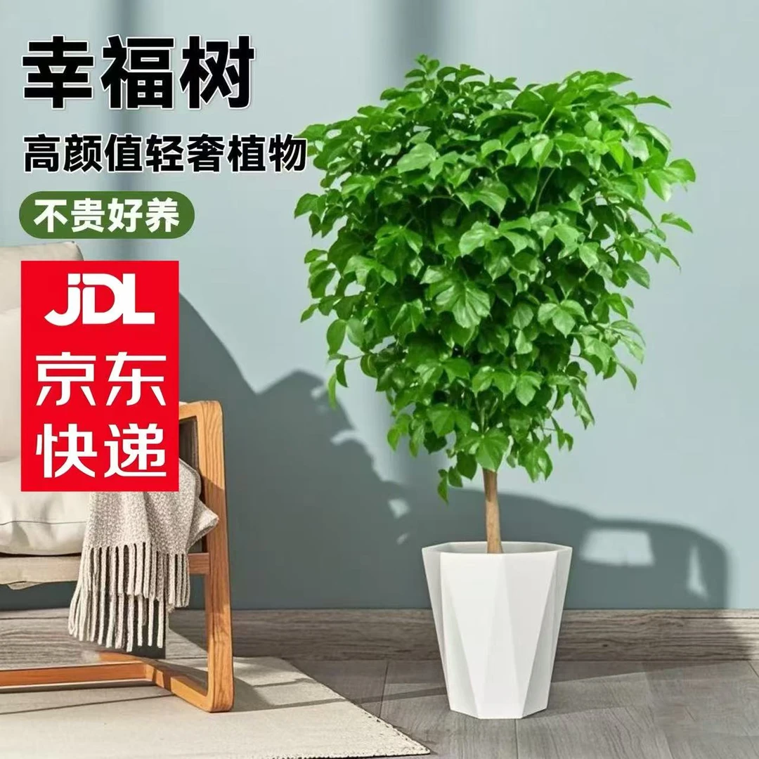 【京东送货上门】1.1-1.3米幸福树棒棒糖单杆平安树室内新家吸甲醛