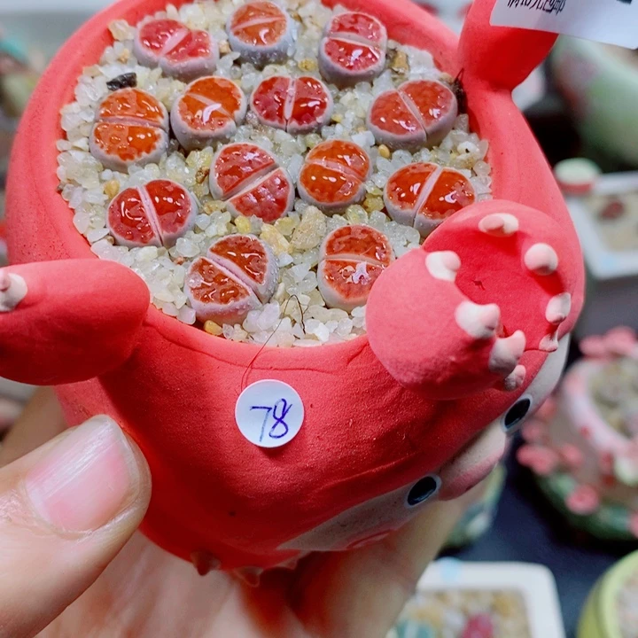 生石花花花花花花花762