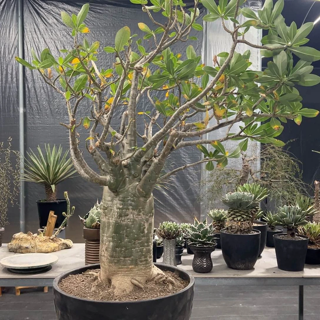 K***i大面包沙玫8888888888