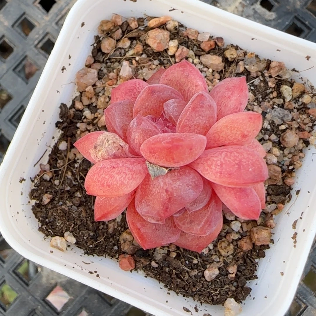绝绝子多肉植物一颗