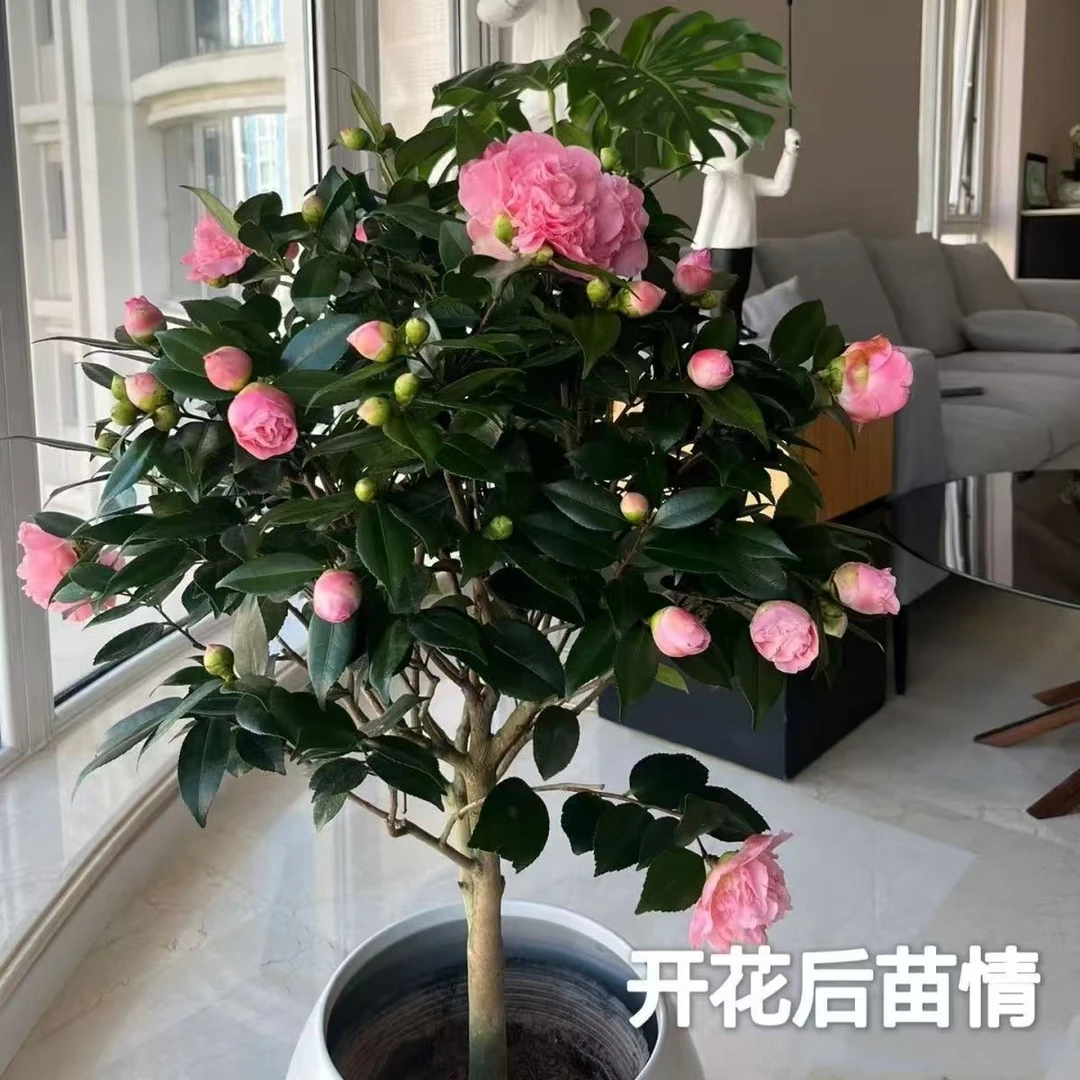 香妃重瓣好养庭院盆栽花卉四季茶花常青南方北方可过冬耐寒耐热