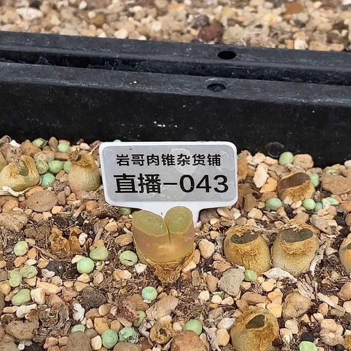 梅萨种源1788磁铁风铃