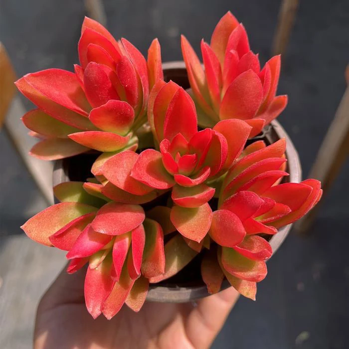 火祭 三单包邮多肉植物 新手好养好活 阳台庭院必备