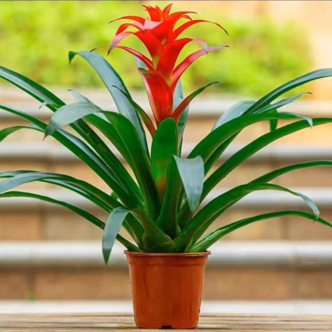 鸿运当头盆栽室内客厅办公室家用净化空气