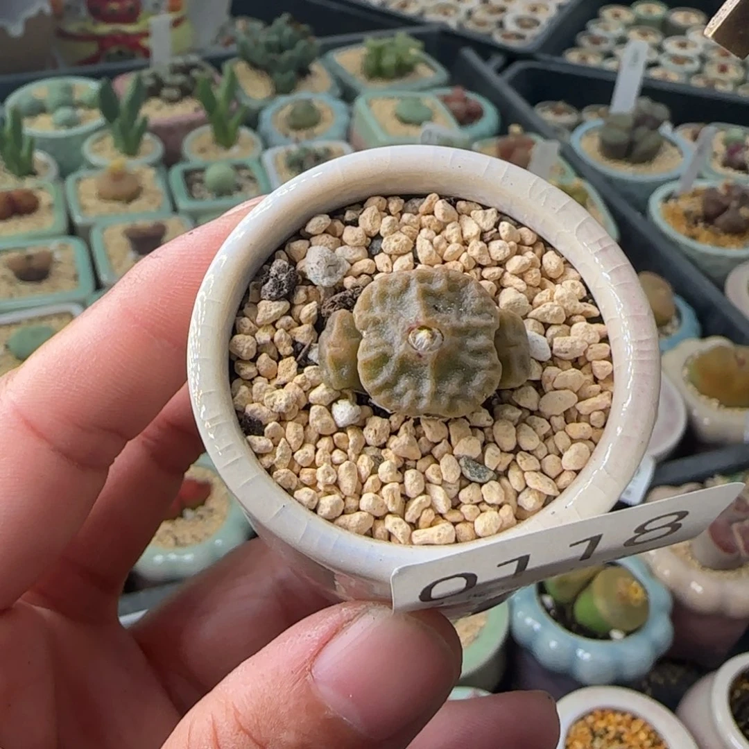 0118--一物一拍 带盆