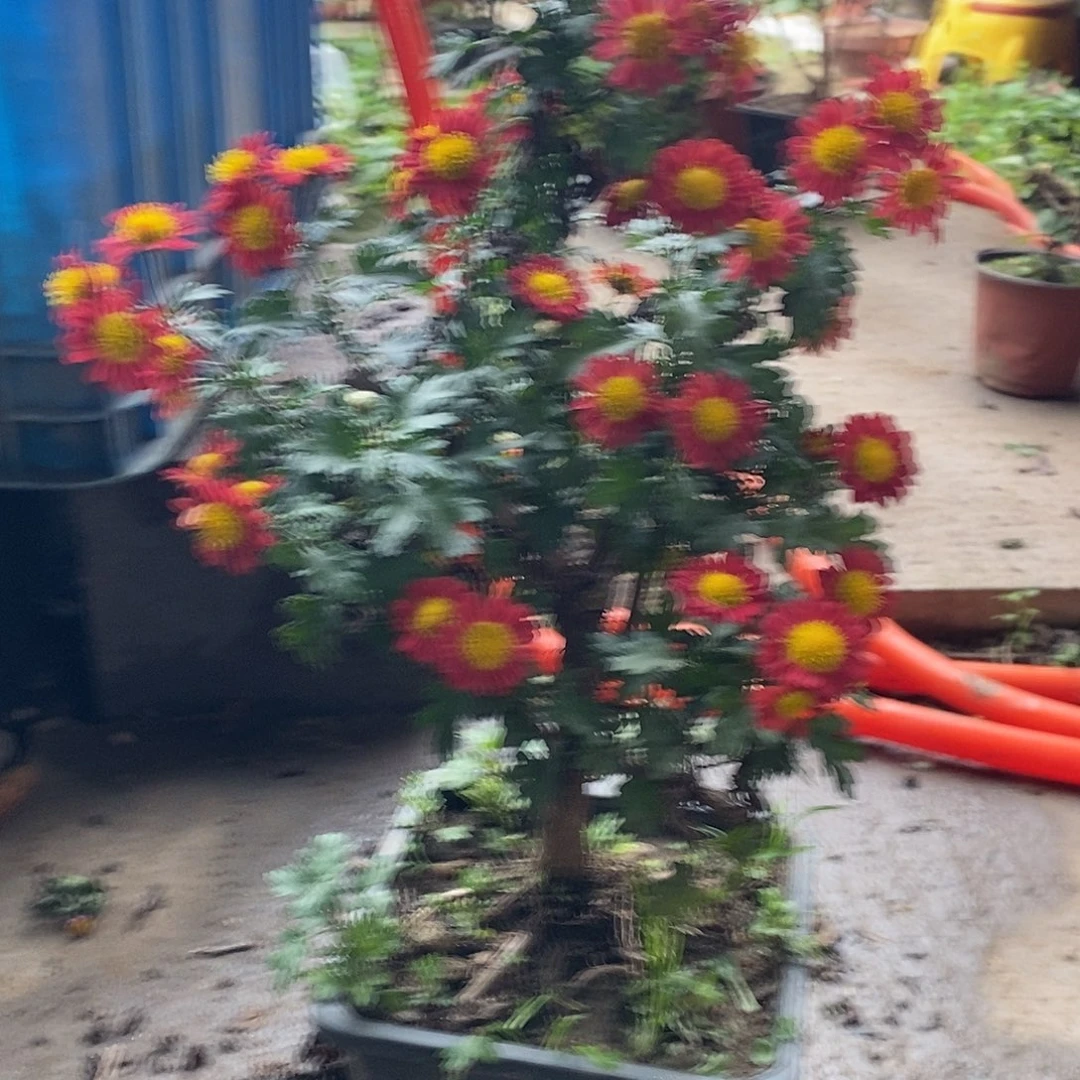 过***客完全开放菊花菊花