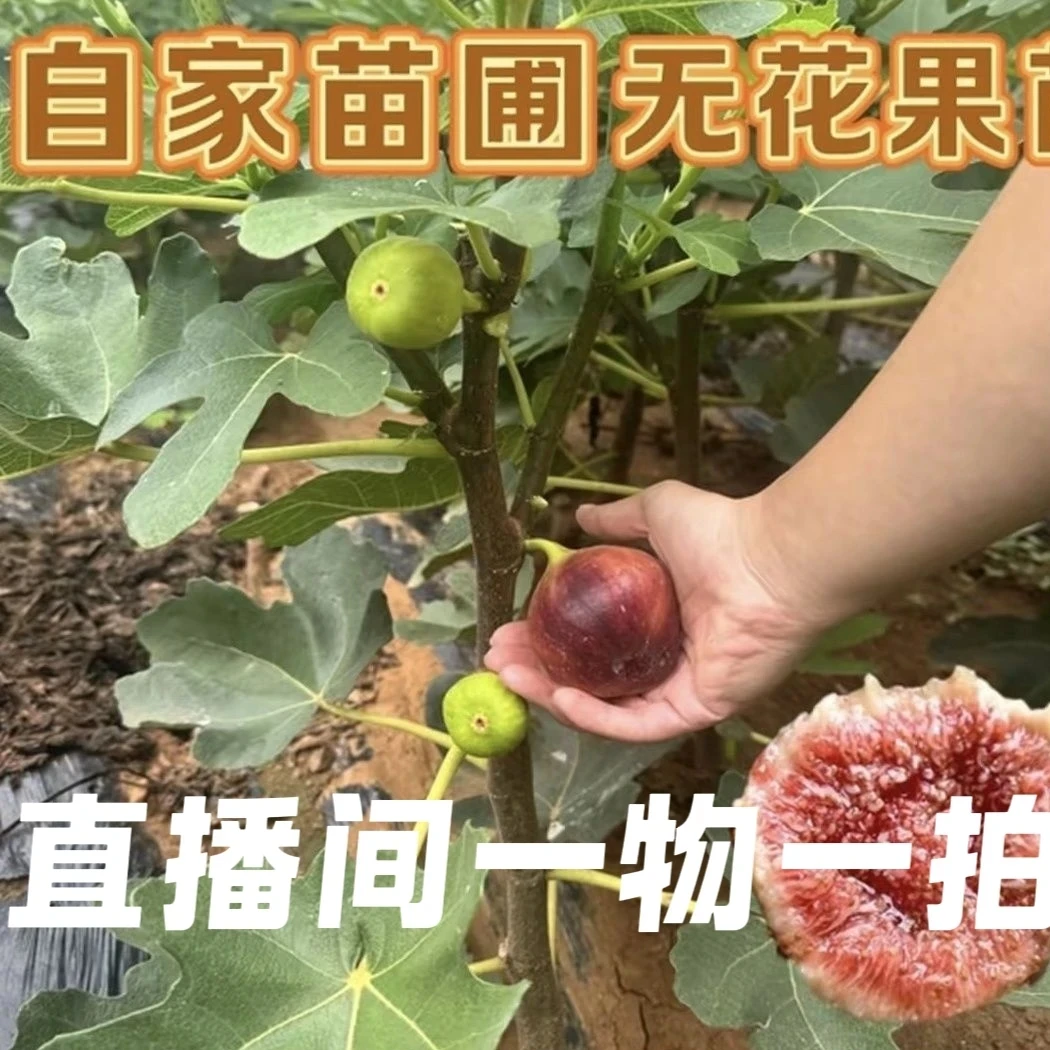 波姬红地栽苗摘叶修剪带土球发货提高成活率